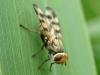 Melieria crassipennis